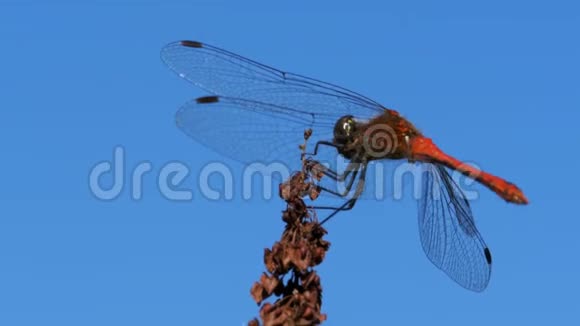 蓝天背景下的红色蜻蜓视频的预览图
