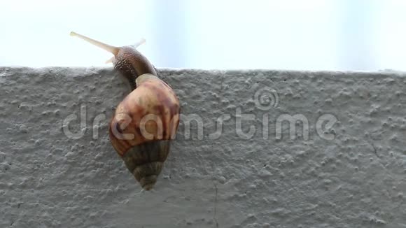 蜗牛在墙上滑动视频的预览图