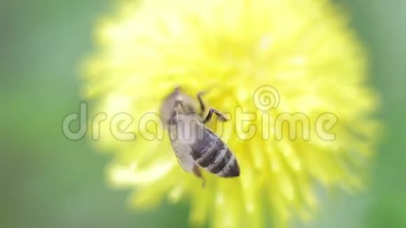 蜜蜂采集黄色蒲公英花上的花蜜视频的预览图