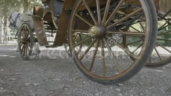 复古马车由一匹马牵引视频的预览图