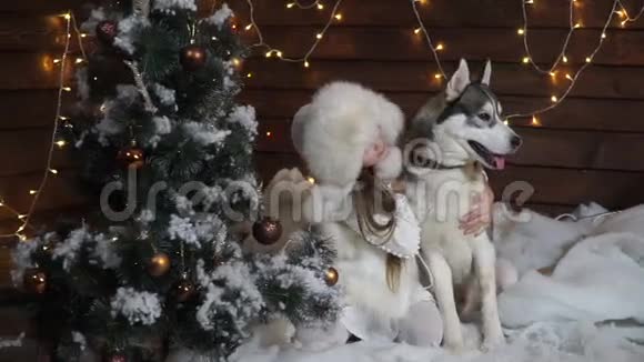 女孩抱着哈士奇狗坐在圣诞树下视频的预览图