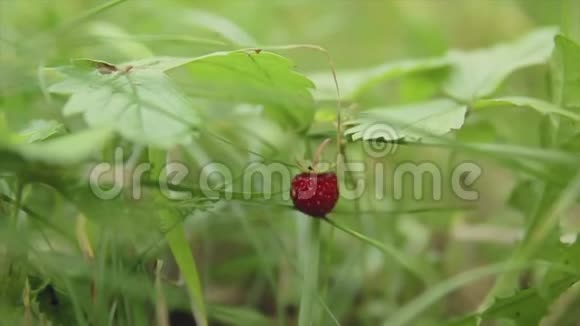 在绿色的草莓草中浆果视频的预览图