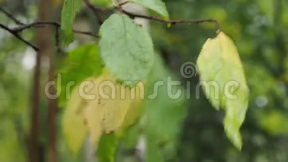 雨中梅树湿绿黄叶视频的预览图