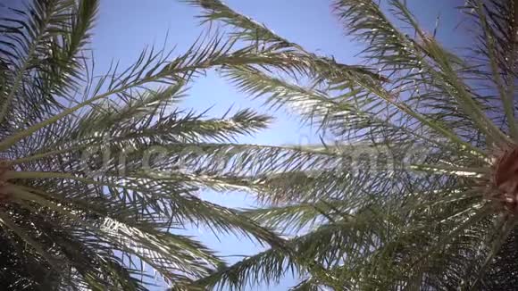 晴朗的蓝天和风中的叶子从棕榈树慢动作视频的预览图