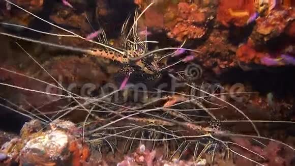龙虾帕努利病毒视频的预览图