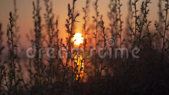 带草和金色夕阳的风景视频的预览图
