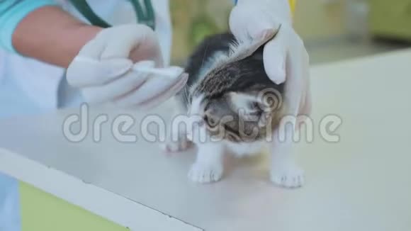 兽医正在兽医诊所给一只小猫的耳朵做清洁视频的预览图