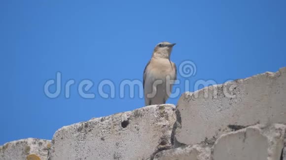 雀鸟摇尾长喙狮子狗坐在砖屋顶城市中的鸟概念鸟视频的预览图