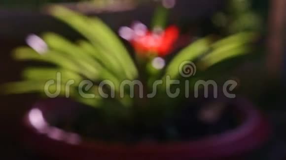 聚焦变化显示热带植物的鲜红花朵视频的预览图