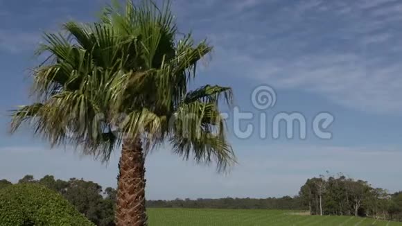 一棵棕榈树背景是澳大利亚西部的玛格丽特河视频的预览图