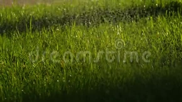 给草坪草浇水喷洒在草地上的水滴视频的预览图