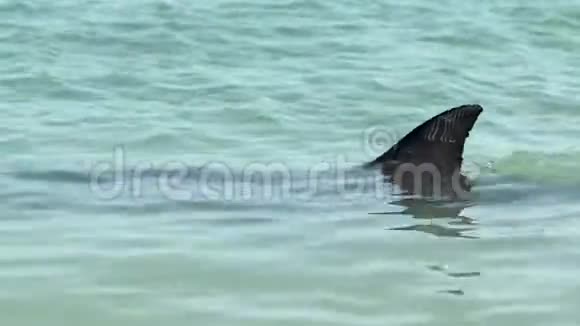 关闭猴庙鲨鱼湾国家公园的海豚鳍视频的预览图