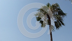 一棵棕榈树视频的预览图