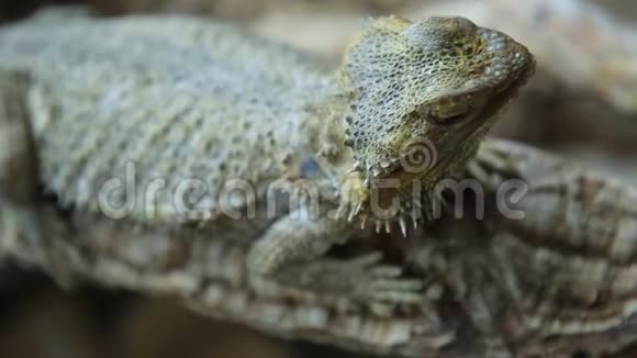 长胡子的龙蜥蜴头视频的预览图