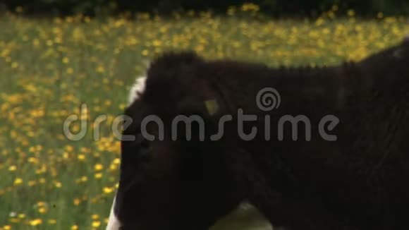 放在地上的花田里的牛视频的预览图