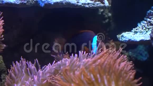 热带鱼藏在藻类中特写镜头视频的预览图
