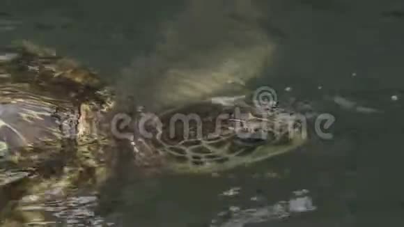 海龟在水中近距离射击视频的预览图