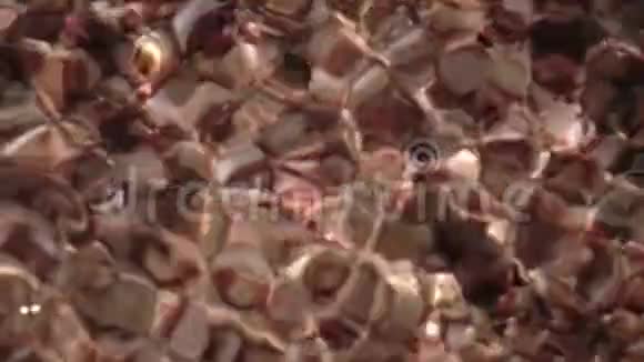 海底的海洋贝壳慢动作视频的预览图