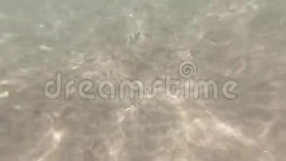 水下海浪波纹和流动海上潜水视频的预览图
