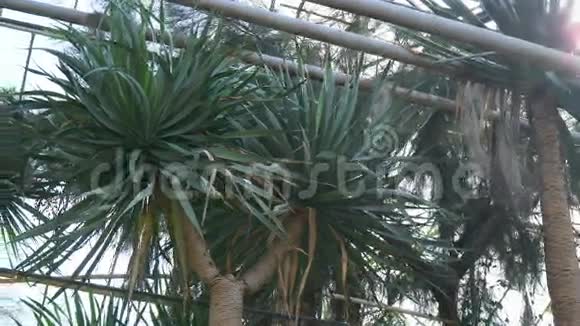 植物园里的各种棕榈树视频的预览图