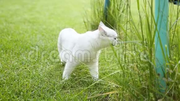 苏格兰chinchilla家猫直腿走到户外视频的预览图