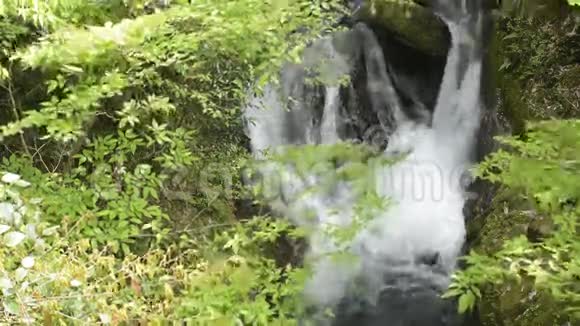 树叶和瀑布视频的预览图