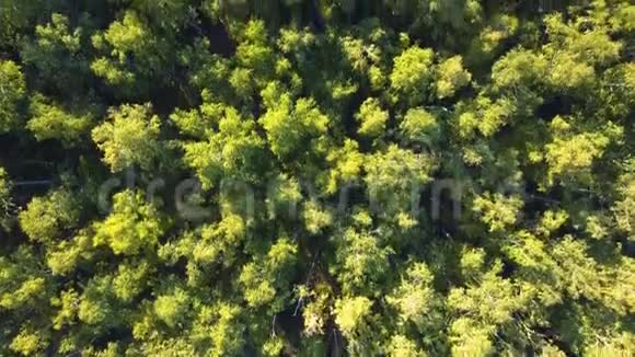 夏日暖阳光林鸟瞰视频的预览图
