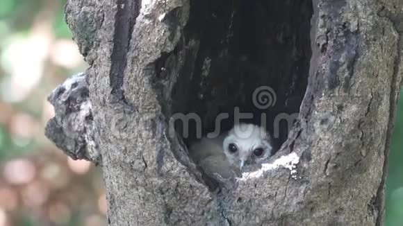 在树洞里的巢里有一只小鸟视频的预览图
