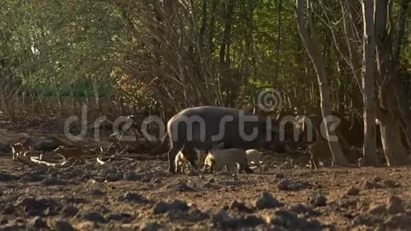 种猪养畜场小仔猪养猪业农场里的猪视频的预览图