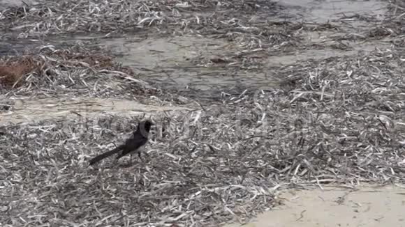 在大角国家公园里小鸟飞行视频的预览图