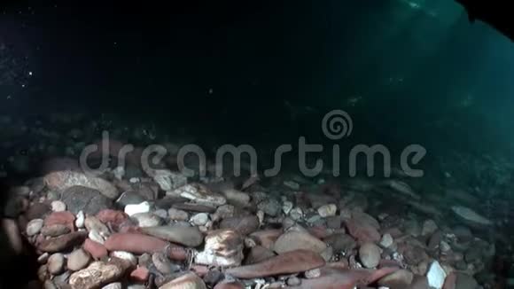 俄罗斯西伯利亚利纳河水流中的鳟鱼在水下捕鱼视频的预览图