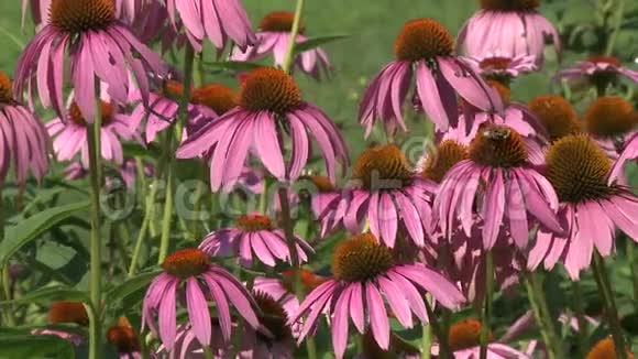 新鲜的粉红色花4朵中的2朵视频的预览图