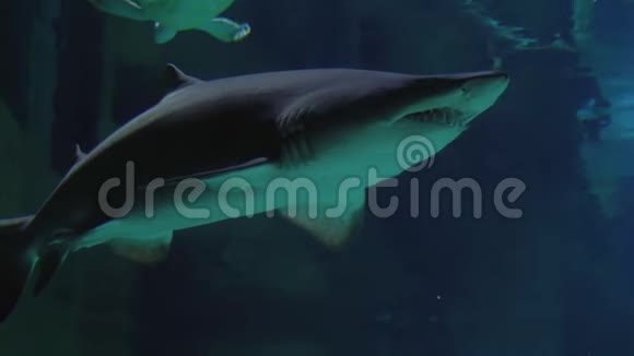 沙虎鲨马卡里亚斯金牛队录像视频的预览图