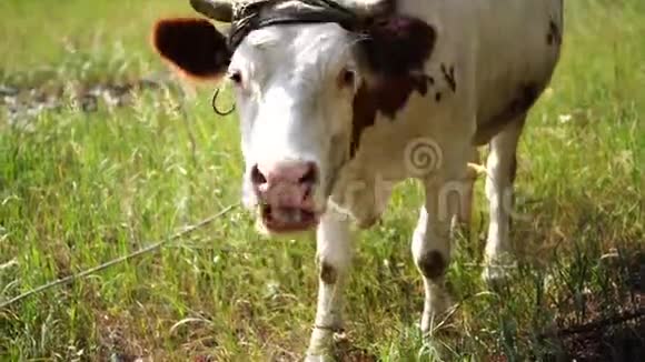 夏天奶牛在一片绿色的草地上放牧一头母牛在绿色的农村田野上牛的饲养和养殖农场动物视频的预览图