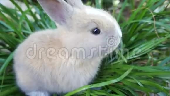 可爱的兔子视频的预览图