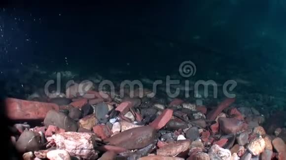 俄罗斯西伯利亚莱纳河水下鳟鱼学校视频的预览图