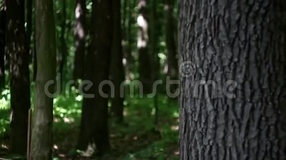 从森林里的树后挥手的年轻女子视频的预览图