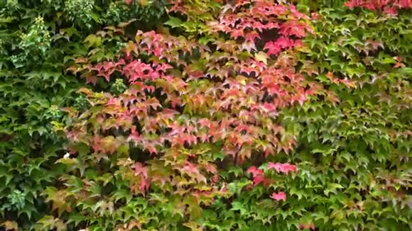 秋林枝上鲜绿红叶4K视频的预览图