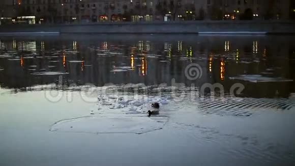 城市浮冰上的鸭子视频的预览图