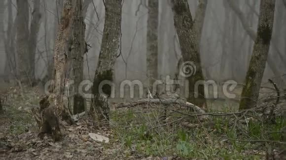 一个骑着头盔的骑自行车的人在森林里的踢腿上跳着在高清慢镜头的迷雾中视频的预览图
