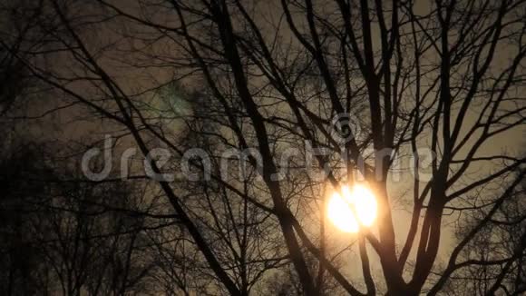 夕阳照耀在一棵树之间视频的预览图