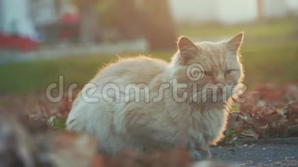 街上无家可归的老猫特写人像猫可爱的猫脸视频的预览图