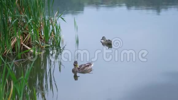 鸭子在湖里游泳下雨的夏日视频的预览图