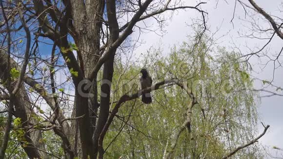乌鸦坐在树枝上几秒钟就起飞了视频的预览图