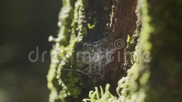 树枝上的蜘蛛网和太阳反射蜘蛛的网络树树干带苔和太阳的树皮网视频的预览图
