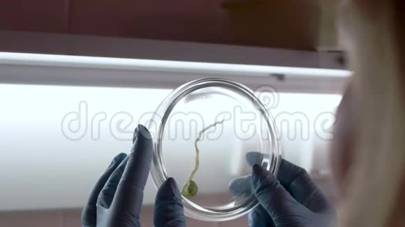 实验室的一位科学家分析培养皿中的植物视频的预览图