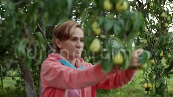 一个女人从树上摘下一个梨一个女人从树上收集梨然后把它们放进盒子里视频的预览图