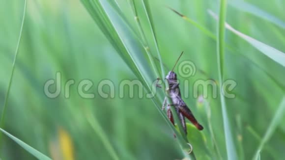 在一片清新的森林里一只绿色的大蚂蚱坐在一片草叶上视频的预览图