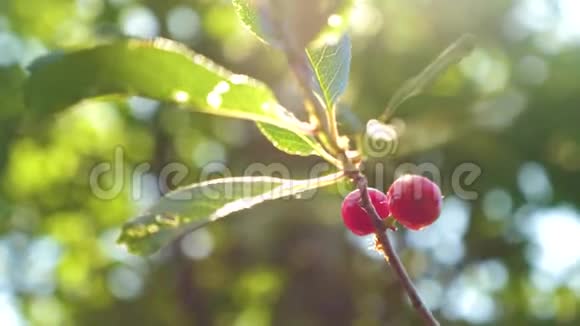 一棵树枝上的红樱桃上面有一对美味的浆果特写镜头夏季有成熟红浆果的樱桃园视频的预览图
