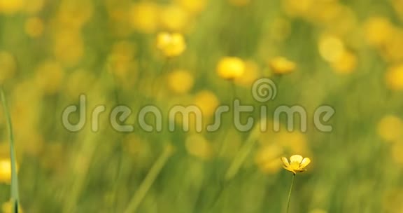 春风草甸上的野黄色毛视频的预览图
